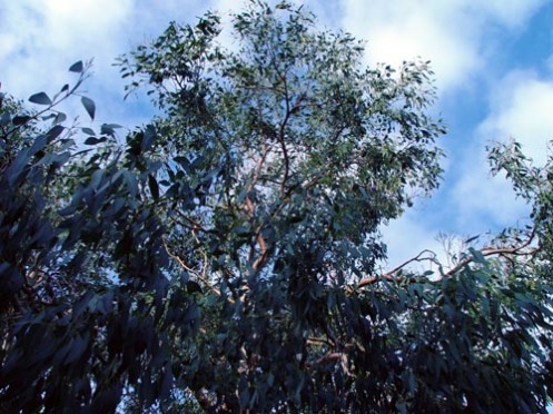 eucalyptus-2